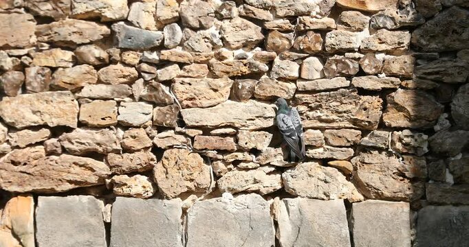 Pigeon sur un mur