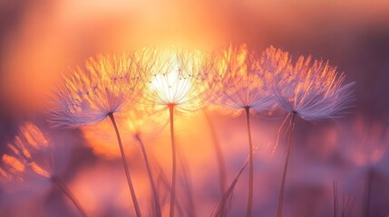 Obraz premium Dandelion Seeds Illuminated by Sunset Glow