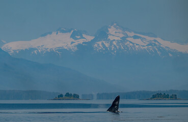 Breaching Humpback Whale