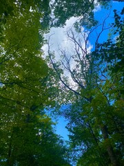 trees and sky