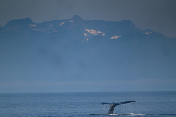 Obraz premium Humpback Whale Fluke with Mountains