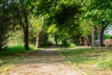 scenery of a trail with vegetation and trees