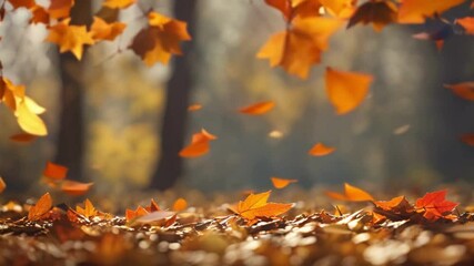 Autumnal background animation - beautiful autumn colored leaves gently falling from the sky in a seamless loop. - Powered by Adobe
