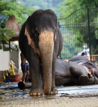 KANDY, SRI LANKA - AUGUST 13, 2024 The elephant who came for the cultural parade (esala perahara)   of  dalada palace are bathe by the mans in the same premises. tame elephant of asia