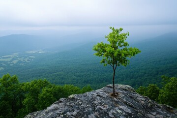 Obraz premium Lone Sapling Thriving on Misty Mountain Overlook , ai