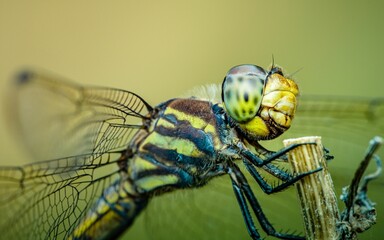  Dragonfly perched on a tree branch and nature background.
