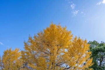 青空バックに見あげるちょうど見頃のイチョウの黄葉情景