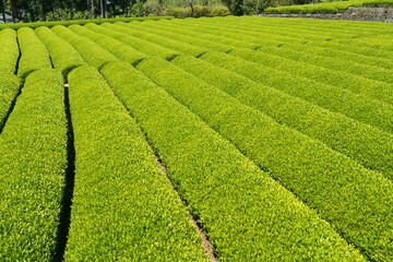 富士宮市　新緑の茶畑
