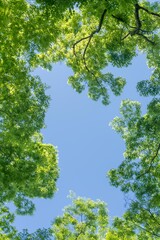 青空と新緑のキャンバス
