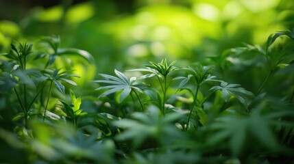 Fototapeta premium Green Foliage in Sunlight
