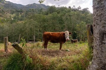 cows on the meadow Pomacochas Amazonas Perú