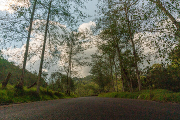 road in the forest Pomacochas Amazonas Perú