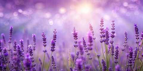 Tranquil empty lavender background, ideal for relaxation and mindfulness , serene, calming, lavender