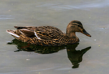 duck on the water
