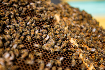 Close up view of the working bees on honeycells