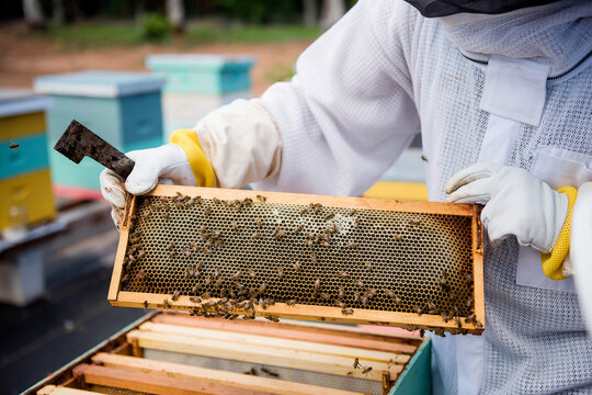 Bee keeper holding honeycomb frame with bees while working on apiary