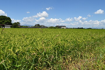 田舎の田園風景