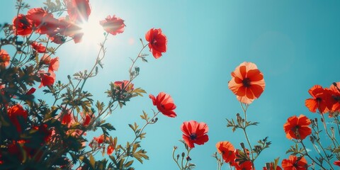 Stunning Garden featuring Vibrant Red Flowers against a Clear Blue Sky