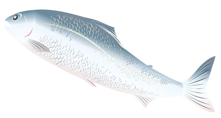 元気よく遡上する鮭のシンプルでかわいいイラストレーション（切り抜き白背景素材）