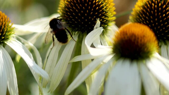 Bee Pollinating Echinacea Flowers