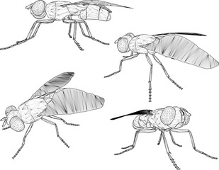 Vector sketch illustration silhouette design image of disease-carrying fly with wings