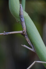 plants growing on dry bamboo branches