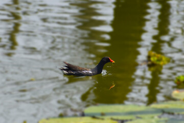 duck in the water