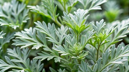 Close Silver Green Wormwood Leaves