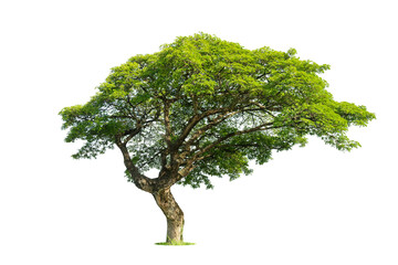 Trees isolated on white background, tropical trees isolated used for design, advertising and architecture