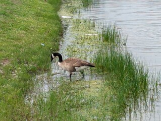 Canadian Goose 