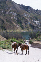 horses  walikng in the  mountain