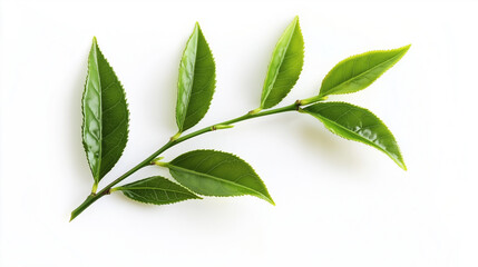 Fototapeta premium Stem of tea plant isolated on a white background