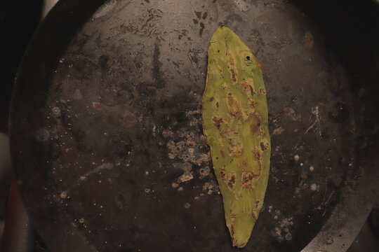 Cooking a cactus on an old griddle.