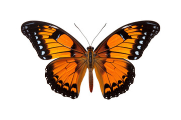 Fototapeta premium Black, white, red butterfly wings spread open. Suitable for nature, beauty, art, insect related designs, and vibrant creative projects