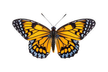 Naklejka premium Black, white, red butterfly wings spread open. Suitable for nature, beauty, art, insect related designs, and vibrant creative projects