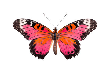 Black, white, red butterfly wings spread open. Suitable for nature, beauty, art, insect related designs, and vibrant creative projects