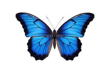 Obraz premium Black, white, red butterfly wings spread open. Suitable for nature, beauty, art, insect related designs, and vibrant creative projects