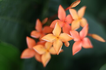 A close-up photo of a cluster of orange Ixora flowers. The flowers have a vibrant color and a delicate texture, with petals that are shaped like stars.