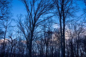 bare trees against February evening sky