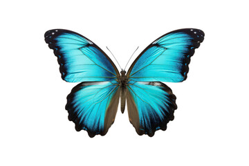 Fototapeta premium Black, white, red butterfly wings spread open. Suitable for nature, beauty, art, insect related designs, and vibrant creative projects