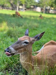 deer mlem