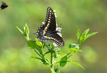 Eastern Black Swallowtail butterfly (Papilio polyxenes) feeding on white flowers, Brazos Band State Park, Texas