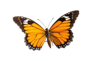 Fototapeta premium Black, white, red butterfly wings spread open. Suitable for nature, beauty, art, insect related designs, and vibrant creative projects