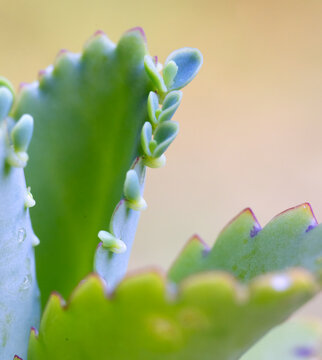 The leaf of "Mother of thousands plants", Kalanchoe laetivirens,  with small plantlets
