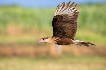Northern crested caracara (Caracara cheriway) flying over tidal marsh Galveston, Texas, USA