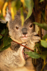 Koala babies are called joeys. A newborn joey looks just like a pink jellybean. It is about two centimetres long, has no fur and its eyes and ears are not yet fully formed.