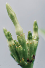 Macro Shot of Tiny Leaf Bud
