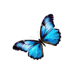 Black, white, red butterfly wings spread open. Suitable for nature, beauty, art, insect related designs, and vibrant creative projects