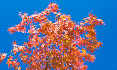 Autumn beauty of nature. Fall season nature. Fall leaves of maple tree. Autumn tree. Nature in fall season. Autumnal sunny day. Seasonal leaves on tree. Natural autumn leaves. Deciduous tree