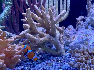 coral reef in the sea